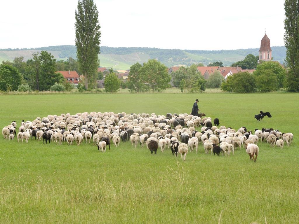 Ferienwohnungen Schuh Ipsheim المظهر الخارجي الصورة